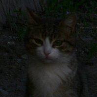 Aleksey I. #711