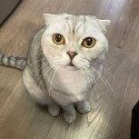 Nikita P